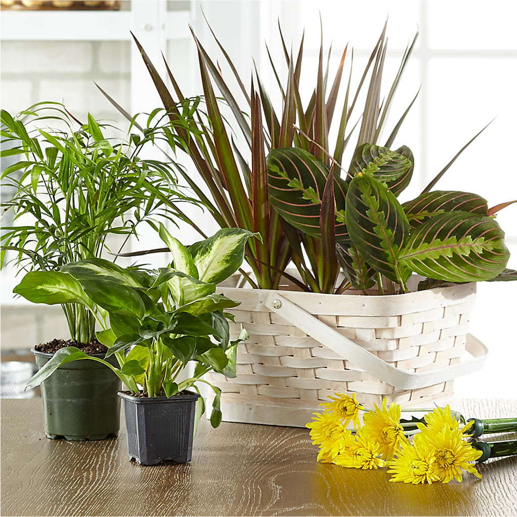 Florist Designed Blooming and Green Plants in a Basket – CANDY'S CREATIONS, Hermitage MO
