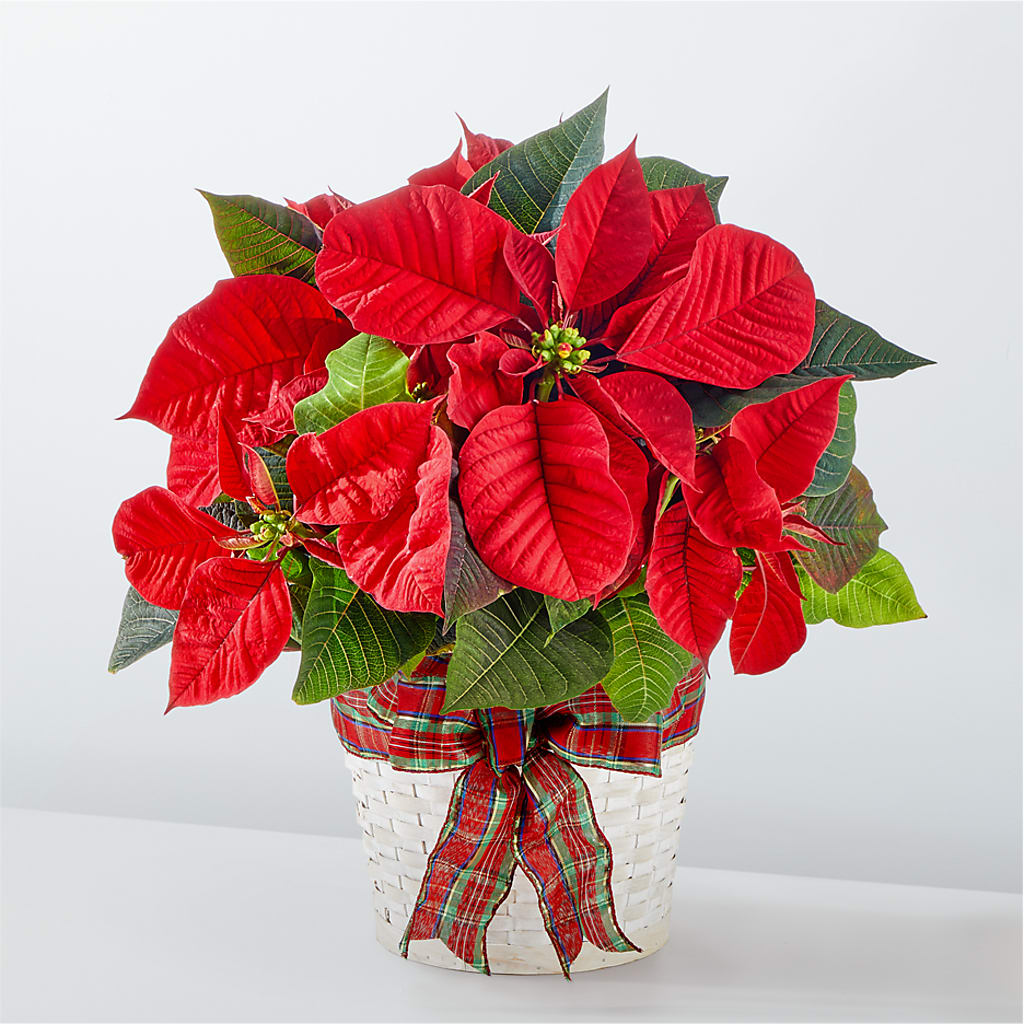 Happiest Holidays Poinsettia – CANDY'S CREATIONS, Hermitage MO