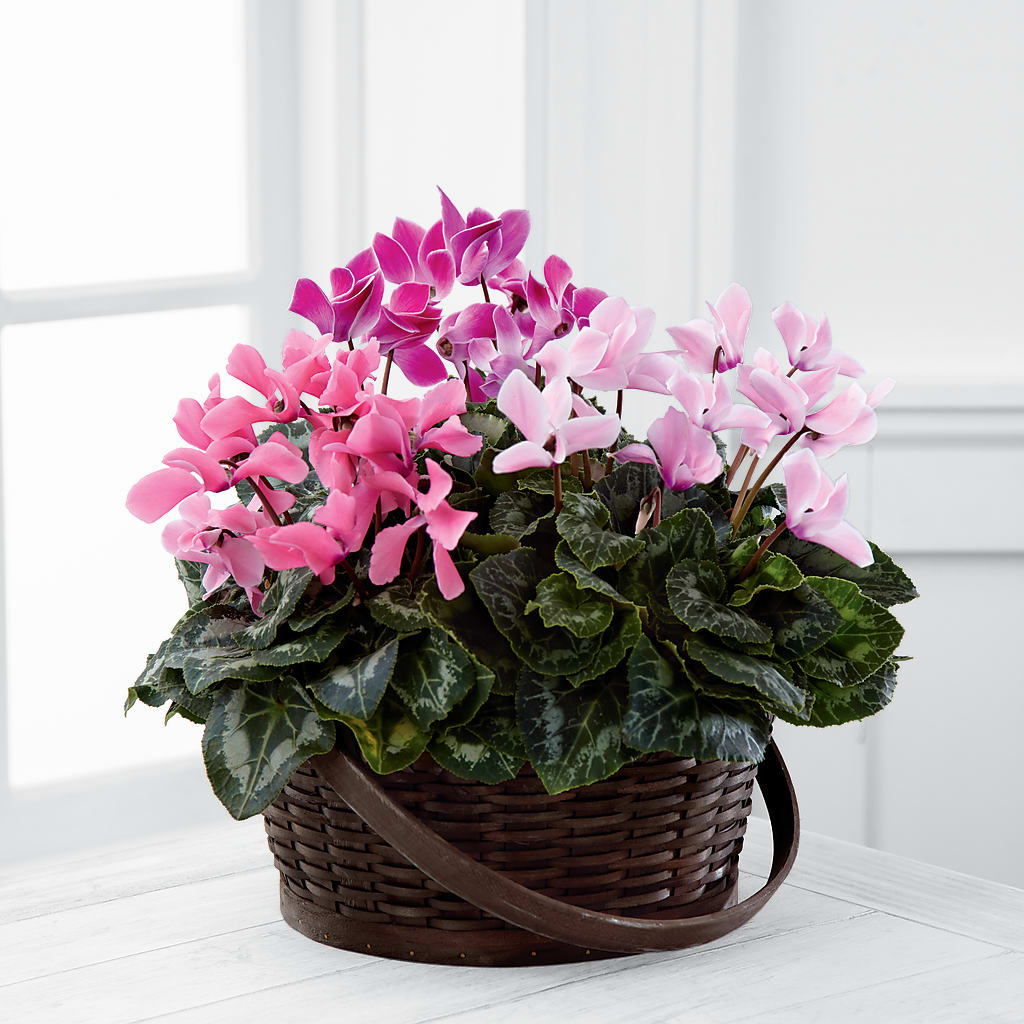 Mixed Cyclamen Planter – CANDY'S CREATIONS, Hermitage MO