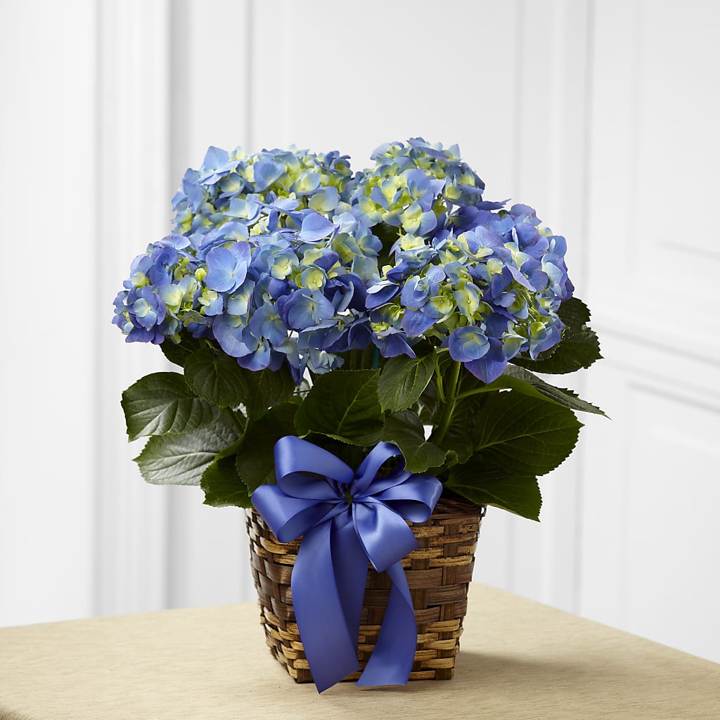 Blue Hydrangea Planter – CANDY'S CREATIONS, Hermitage MO