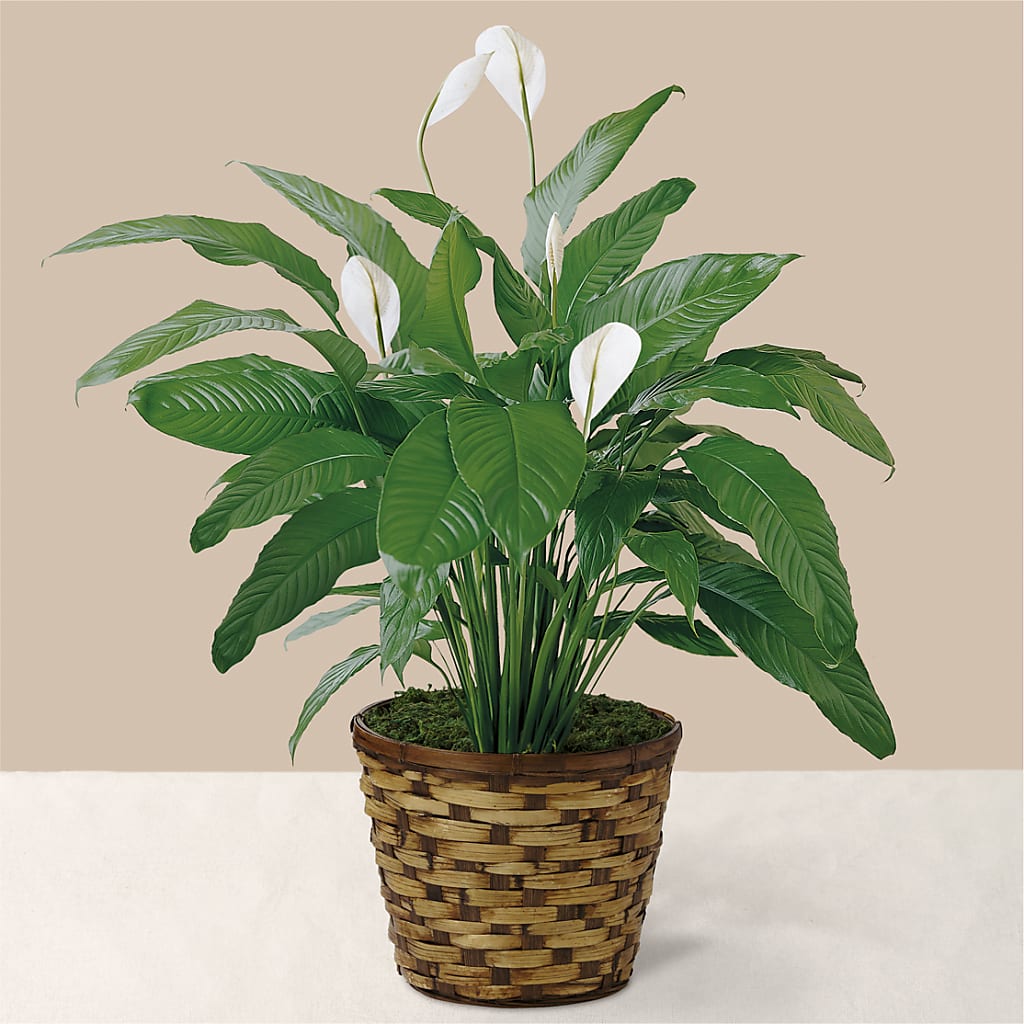 Tranquil Moments Peace Lily Plant – CANDY'S CREATIONS, Hermitage MO