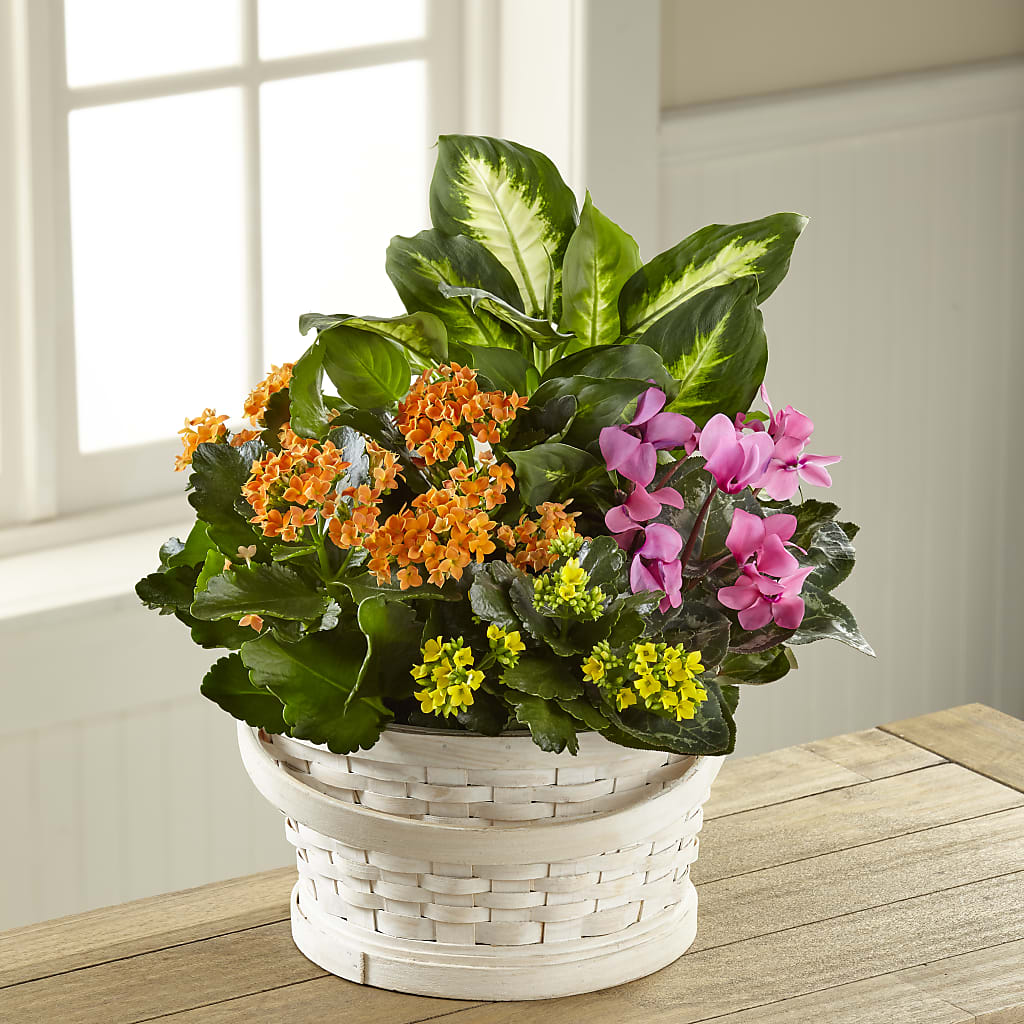 Color Crush Dishgarden – CANDY'S CREATIONS, Hermitage MO