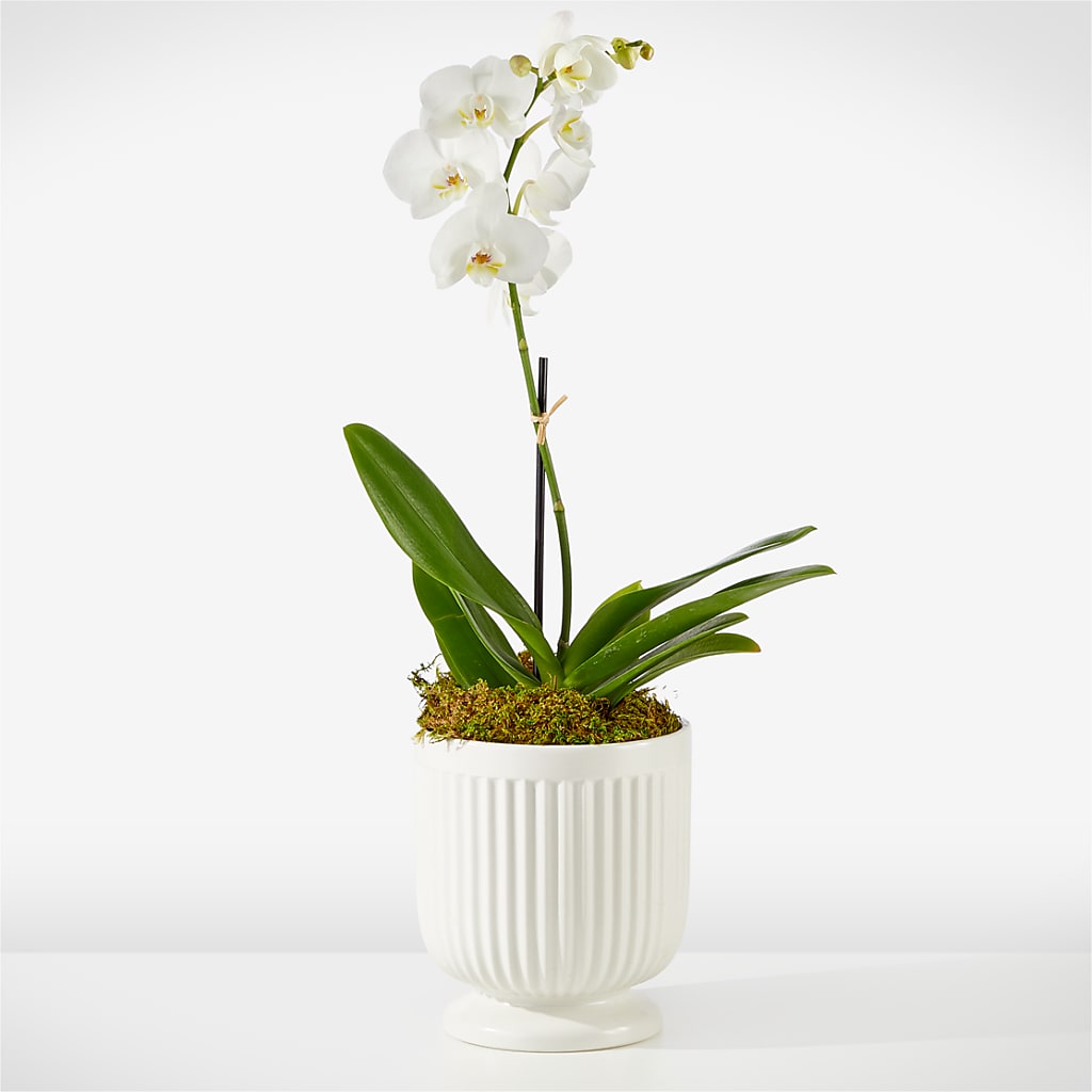 Whispering White Orchid – CANDY'S CREATIONS, Hermitage MO