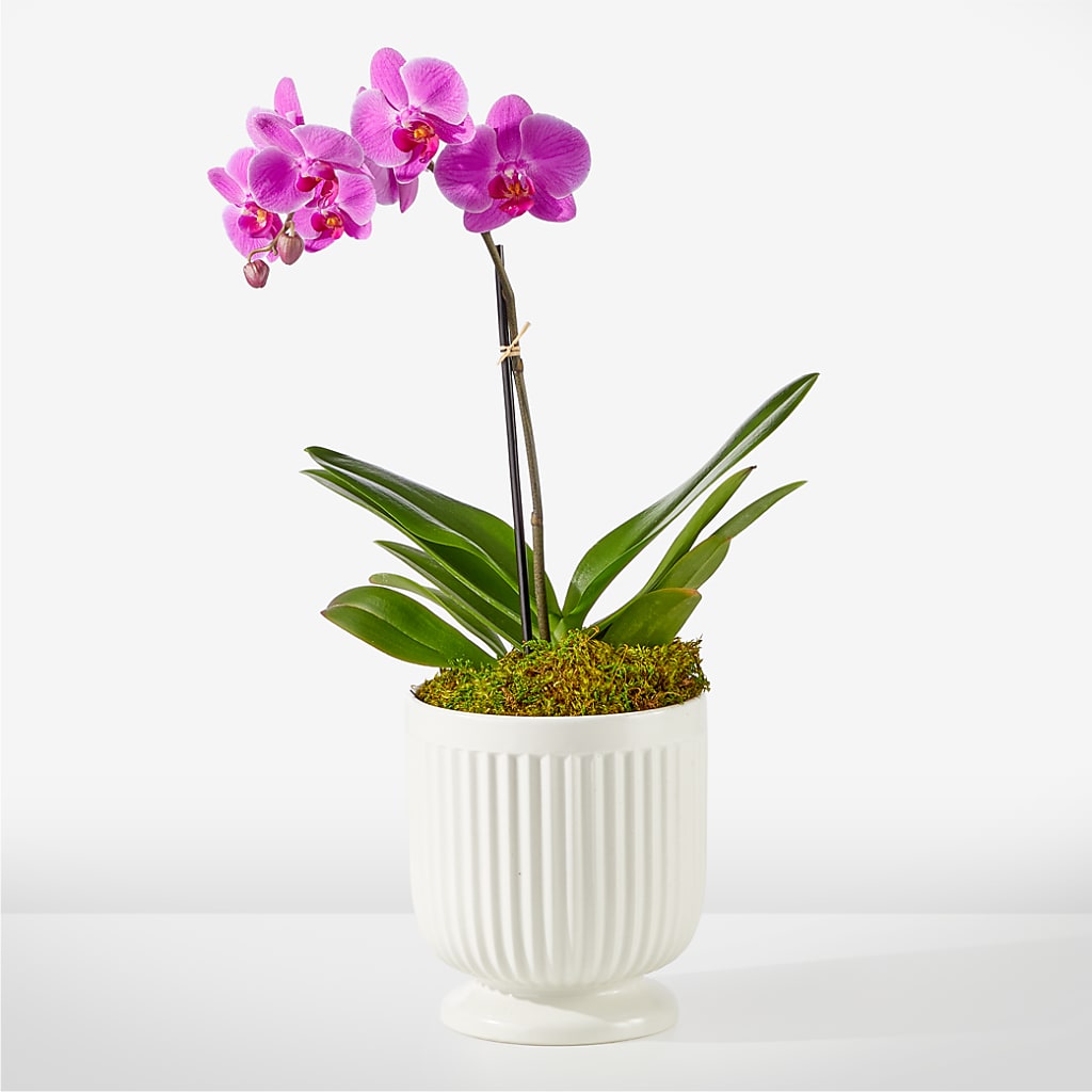 Friendly Fuchsia Orchid – CANDY'S CREATIONS, Hermitage MO