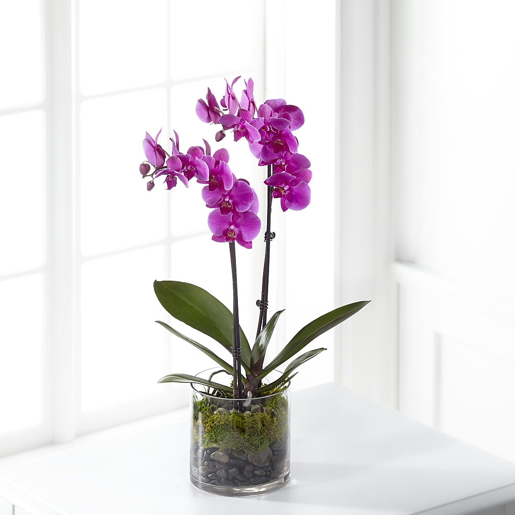 Pink Orchid Plant – CANDY'S CREATIONS, Hermitage MO