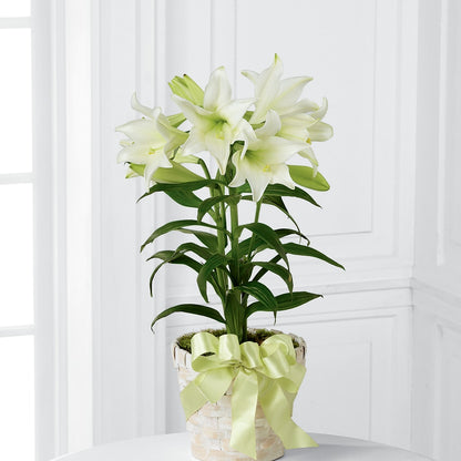 Easter Lily Plant – CANDY'S CREATIONS, Hermitage MO