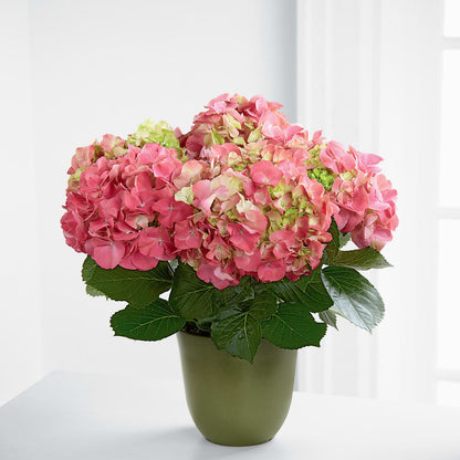 Pink Hydrangea Planter – CANDY'S CREATIONS, Hermitage MO