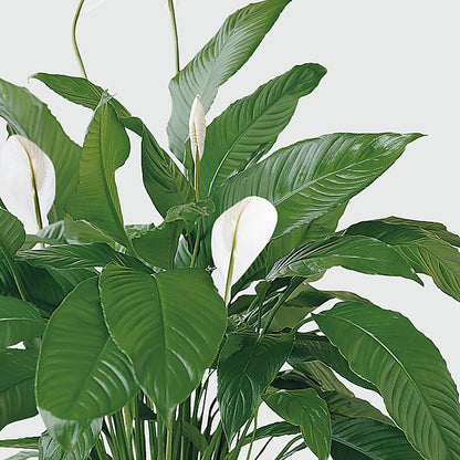Tranquil Moments Peace Lily Plant – CANDY'S CREATIONS, Hermitage MO