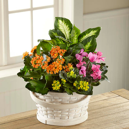 Color Crush Dishgarden – CANDY'S CREATIONS, Hermitage MO