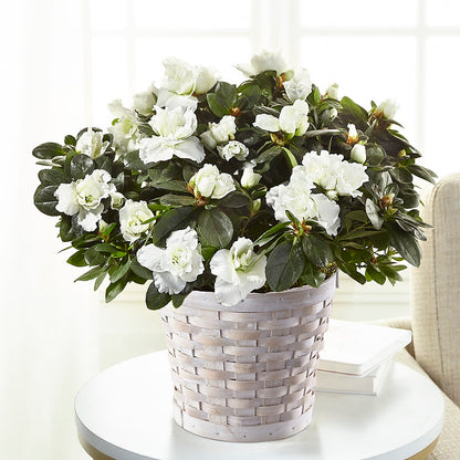 White Azalea Plant – CANDY'S CREATIONS, Hermitage MO