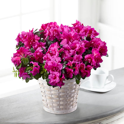 Hope & Serenity Azalea Plant – CANDY'S CREATIONS, Hermitage MO