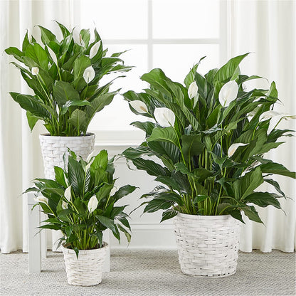 A New Leaf Peace Lily – CANDY'S CREATIONS, Hermitage MO